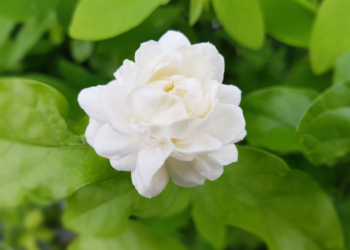 Jasmine