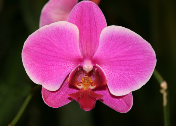 Orchid